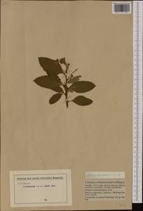 Chamaemespilus alpina (Mill.) K. R. Robertson & J. B. Phipps, Западная Европа (EUR) (Германия)