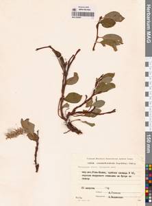 Ива клинолистная, Ива клиновидная A.K.Skvortsov, Сибирь, Чукотка и Камчатка (S7) (Россия)