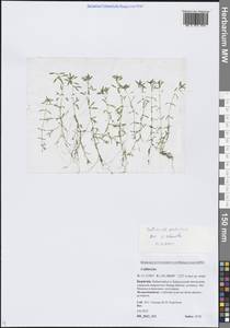 Болотник обыкновенный L., Сибирь, Прибайкалье и Забайкалье (S4) (Россия)