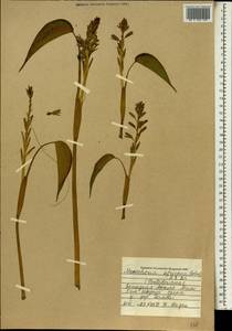 Monochoria africana (Solms) N.E.Br., Африка (AFR) (Мали)