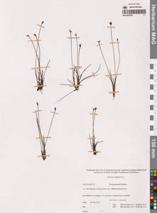 Ситник трехчешуйный L., Сибирь, Чукотка и Камчатка (S7) (Россия)