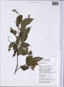 Carpinus caroliniana Walter, Америка (AMER) (США)