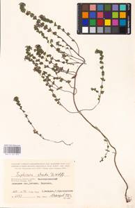 MHA 0 161 819, Очанка прямая J.P.Wolff ex J.F.Lehm., Восточная Европа, Центральный район (E4) (Россия)