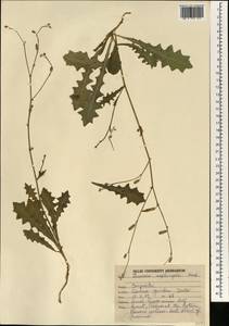 Launaea aspleniifolia (Willd.) Hook. fil., Зарубежная Азия (ASIA) (Индия)