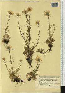 Chrysanthemum oreastrum Hance, Сибирь, Дальний Восток (S6) (Россия)