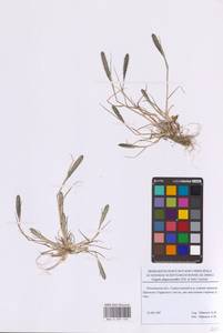 Sporobolus alopecuroides (Piller & Mitterp.) P.M.Peterson, Восточная Европа, Московская область и Москва (E4a) (Россия)