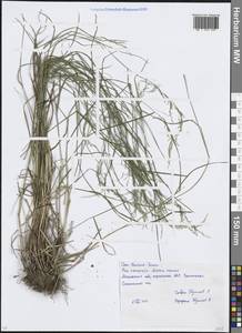 Мятлик дубравный L., Восточная Европа, Московская область и Москва (E4a) (Россия)