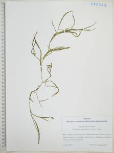 Рдест маньчжурский (A.Benn.) A.Benn., Сибирь, Дальний Восток (S6) (Россия)