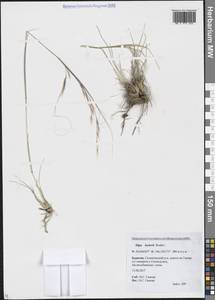 Ковыль Крылова Roshev., Сибирь, Прибайкалье и Забайкалье (S4) (Россия)