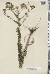 Якобея Андржейовского (Tzvelev) B.Nord., Восточная Европа, Нижневолжский район (E9) (Россия)