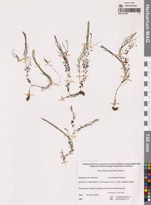 Пузырчатка средняя  Hayne, Сибирь, Чукотка и Камчатка (S7) (Россия)