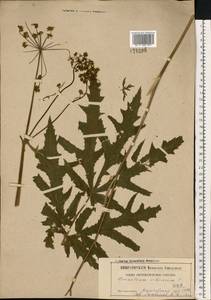 Heracleum sphondylium subsp. sibiricum (L.) Simonk., Восточная Европа, Центральный лесостепной район (E6) (Россия)