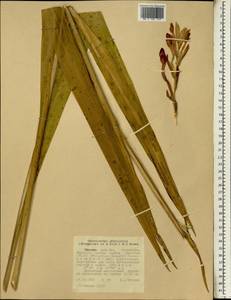 Шпажник абиссинский (Brongn. ex Lem.) B.D.Jacks., Африка (AFR) (Эфиопия)