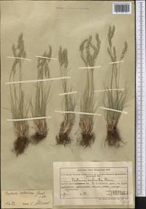 Овсяница валисская, Типчак Schleich. ex Gaudin, Средняя Азия и Казахстан, Северный и Центральный Тянь-Шань (M4) (Казахстан)