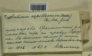 Distichium capillaceum (Hedw.) Bruch & Schimp., Гербарий мохообразных, Мхи - Центральное Черноземье (B10) (Россия)