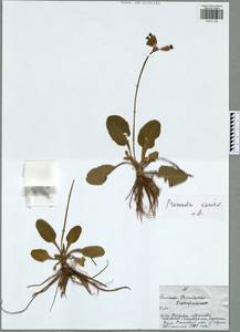 Primula veris subsp. veris, Восточная Европа, Центральный район (E4) (Россия)