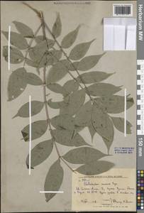 Бархат амурский Rupr., Сибирь, Дальний Восток (S6) (Россия)