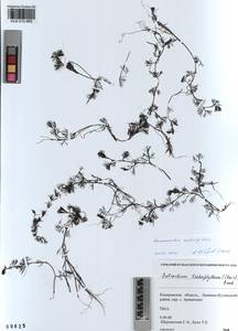 Ranunculus subrigidus W.B.Drew, Сибирь, Алтай и Саяны (S2) (Россия)