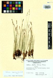 Carex myosuroides Vill., Сибирь, Прибайкалье и Забайкалье (S4) (Россия)
