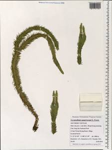 Phlegmariurus squarrosus (G. Forst.) Á. Löve & D. Löve, Зарубежная Азия (ASIA) (Вьетнам)