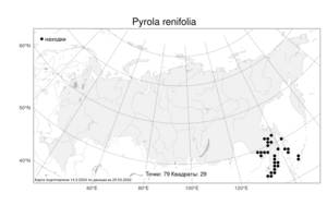 Pyrola renifolia, Грушанка почковидная Maxim., Атлас флоры России (FLORUS) (Россия)