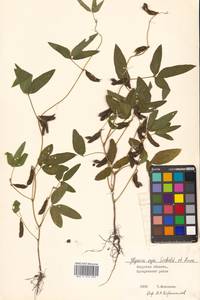 Соя уссурийская (Siebold & Zucc.) H.Ohashi, Сибирь, Дальний Восток (S6) (Россия)