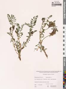 Астрагал Тугаринова Basil., Сибирь, Чукотка и Камчатка (S7) (Россия)