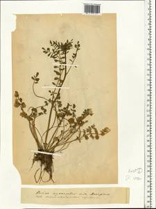 Cardamine pratensis subsp. dentata (Schult.) Celak., Восточная Европа, Белоруссия (E3a) (Белоруссия)