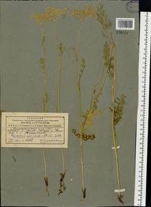 Горичник влагалищный Ledeb., Сибирь, Алтай и Саяны (S2) (Россия)