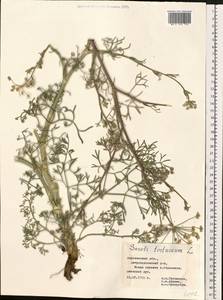 Жабрица извилистая L., Восточная Европа, Центральный лесостепной район (E6) (Россия)