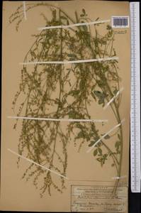 Донник лекарственный (L.) Lam., Средняя Азия и Казахстан, Западный Тянь-Шань и Каратау (M3) (Казахстан)