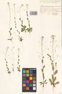 Крупка дубравная L., Восточная Европа, Нижневолжский район (E9) (Россия)