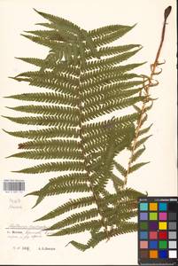 Страусник обыкновенный (L.) Tod., Восточная Европа, Московская область и Москва (E4a) (Россия)