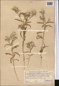 Echinops acantholepis Jaub. & Spach, Средняя Азия и Казахстан, Муюнкумы, Прибалхашье и Бетпак-Дала (M9) (Казахстан)