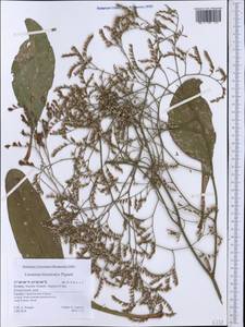 Limonium hirsuticalyx Pignatti, Западная Европа (EUR) (Греция)