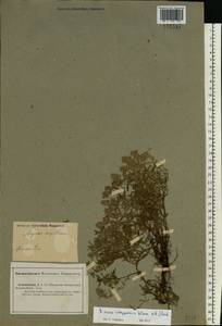 Thymus pannonicus All., Восточная Европа, Нижневолжский район (E9) (Россия)