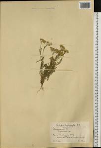 Тысячелистник тонколистный M. Bieb., Восточная Европа, Нижневолжский район (E9) (Россия)