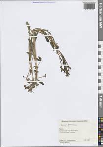 Острица лежачая, Острица простертая L., Крым (KRYM) (Россия)