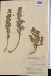 Triaenophora bucharica B. Fedtsch., Средняя Азия и Казахстан, Памир и Памиро-Алай (M2) (Узбекистан)