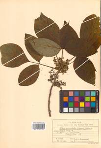 Toxicodendron orientale subsp. orientale, Сибирь, Дальний Восток (S6) (Россия)