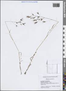 Костер полевой L., Восточная Европа, Северо-Западный район (E2) (Россия)