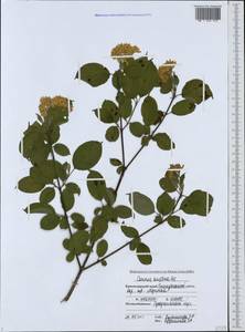 Свидина южная (C.A.Mey.) Jáv., Кавказ, Черноморское побережье (от Новороссийска до Адлера) (K3) (Россия)