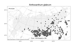 Anthoxanthum glabrum (Trin.) Veldkamp, Атлас флоры России (FLORUS) (Россия)