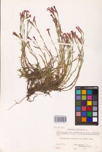 Гвоздика-травянка L., Восточная Европа, Белоруссия (E3a) (Белоруссия)