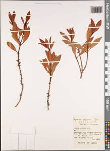 Myrsine seguinii H. Lév., Зарубежная Азия (ASIA) (Япония)