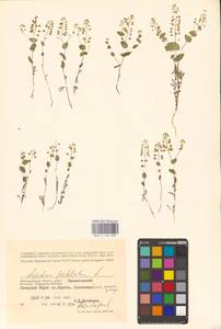 Клоповник пронзеннолистный L., Восточная Европа, Нижневолжский район (E9) (Россия)