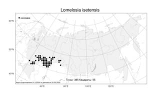 Lomelosia isetensis, Ломелозия исетская (L.) Soják, Атлас флоры России (FLORUS) (Россия)