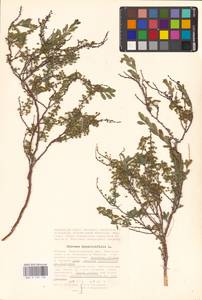 Спирея зверобоелистная, Таволга зверобоелистная L., Восточная Европа, Нижневолжский район (E9) (Россия)