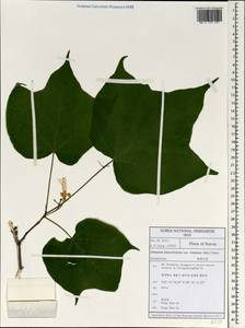 Alangium platanifolium (Siebold & Zucc.) Harms, Зарубежная Азия (ASIA) (Республика Корея)