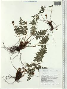 Polypodiopsida, Австралия и Океания (AUSTR) (Новая Зеландия)